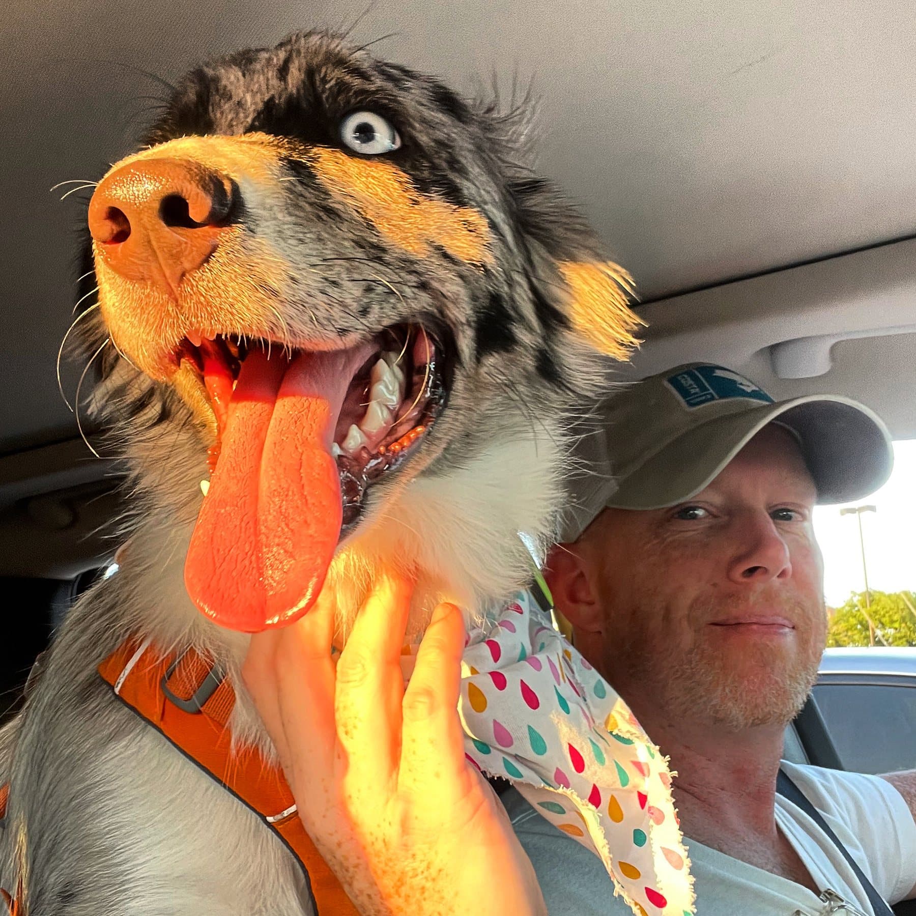 Brinkley the Australian Shepherd leaning toward the camera on a sunny drive, Matt at the wheel behind her.