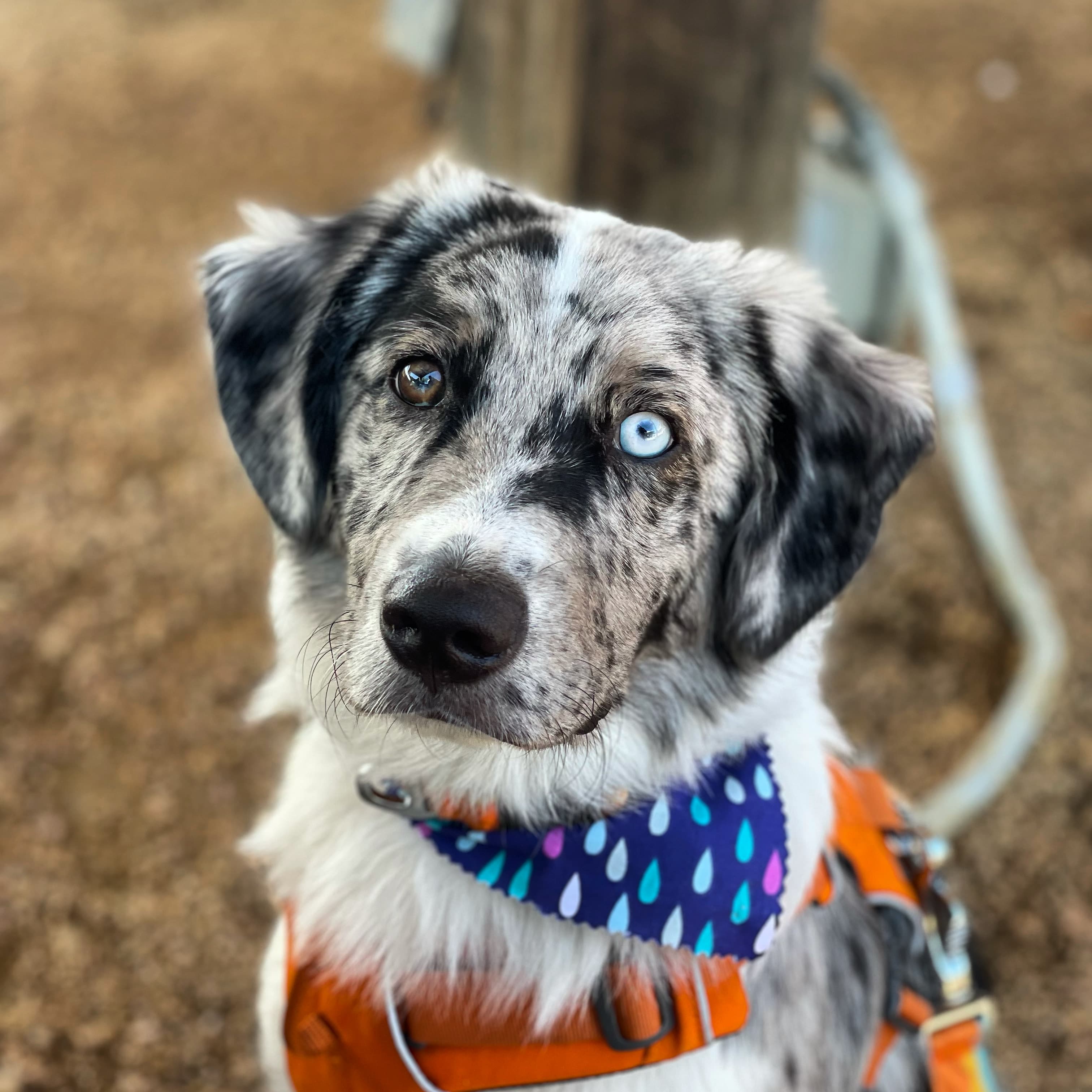Brinkley, a merle-coated dog with one brown eye and one blue eye, wearing an orange harness and a raindrop-patterned bandana, looking attentively at the camera outdoors.
