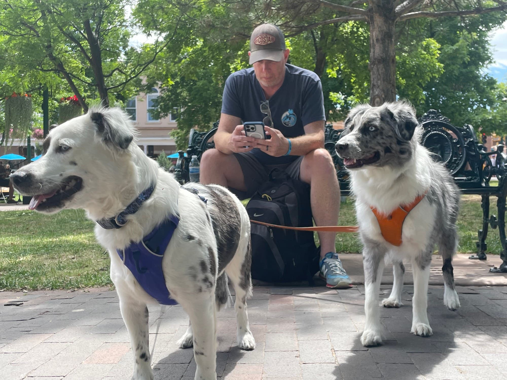 Lyla and Brinkley together on a park walkway, with a person seated on a bench behind them.