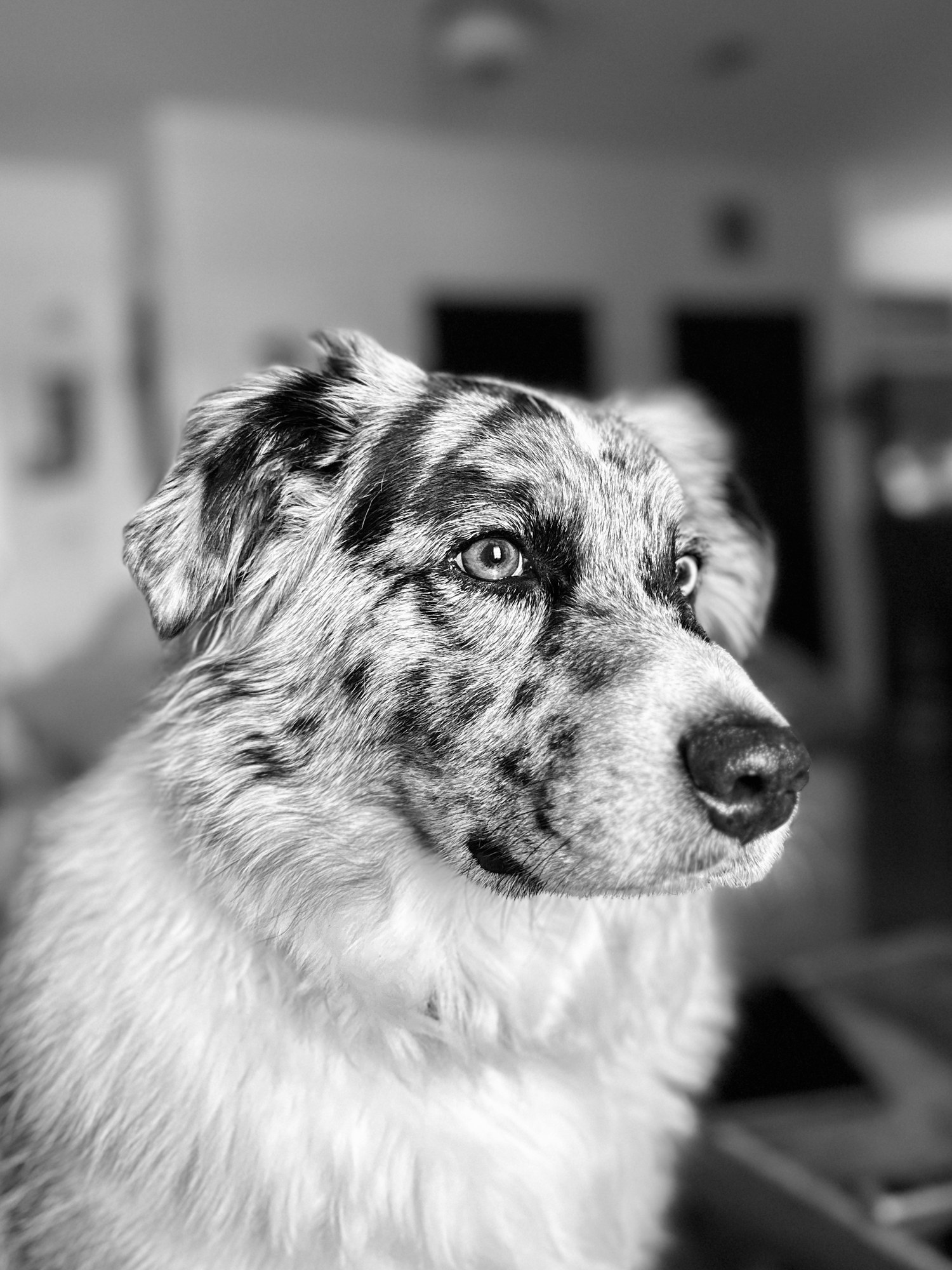 Brinkley in a close-up black-and-white portrait, looking toward the camera.