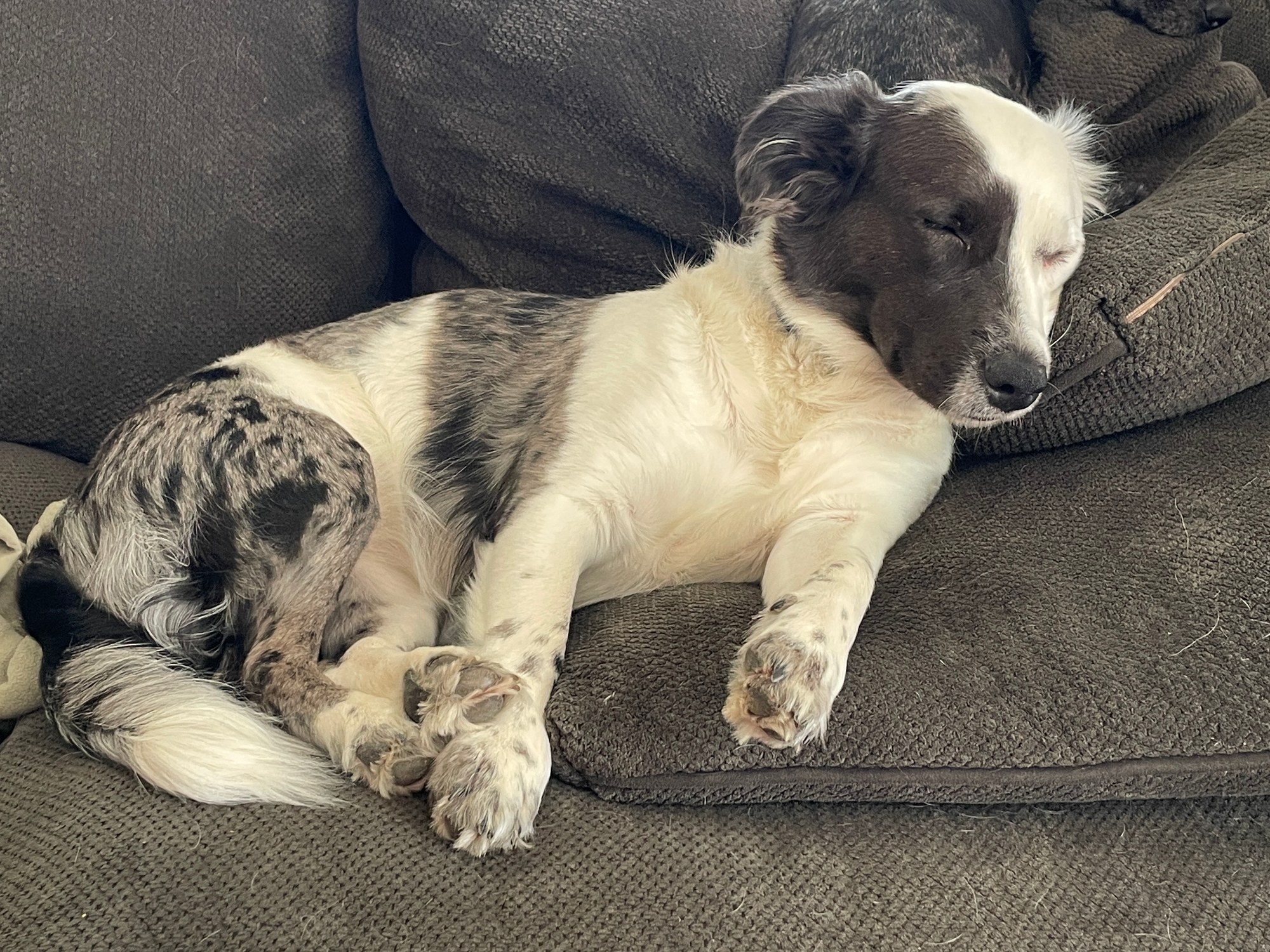 Lyla curled up asleep on a couch.