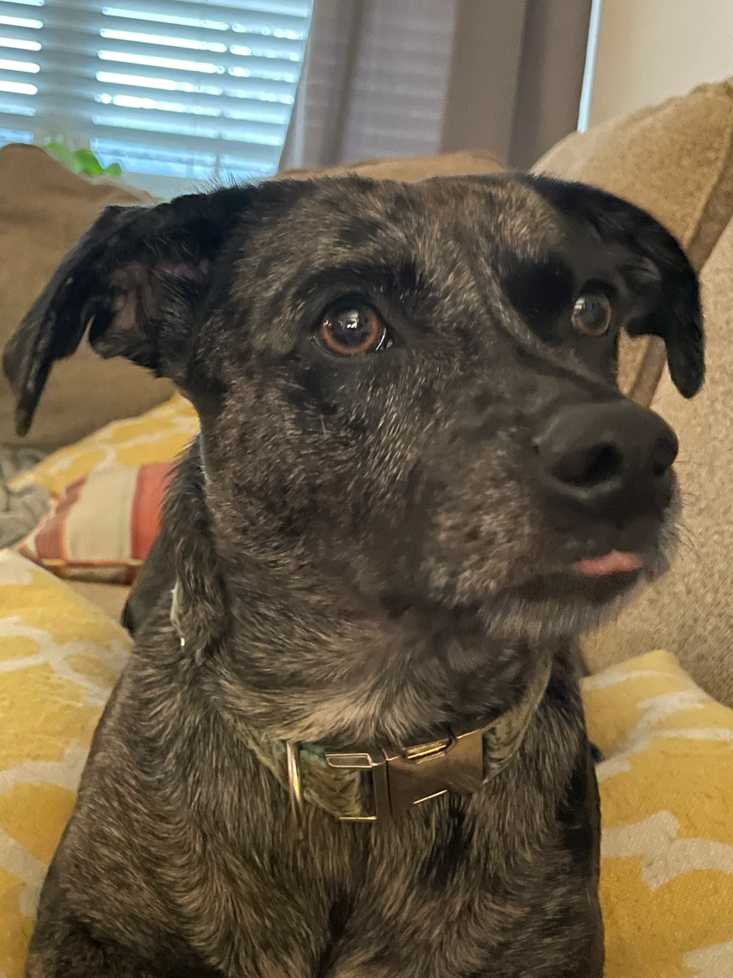 Mysti sitting on a couch with the tip of her tongue visible.