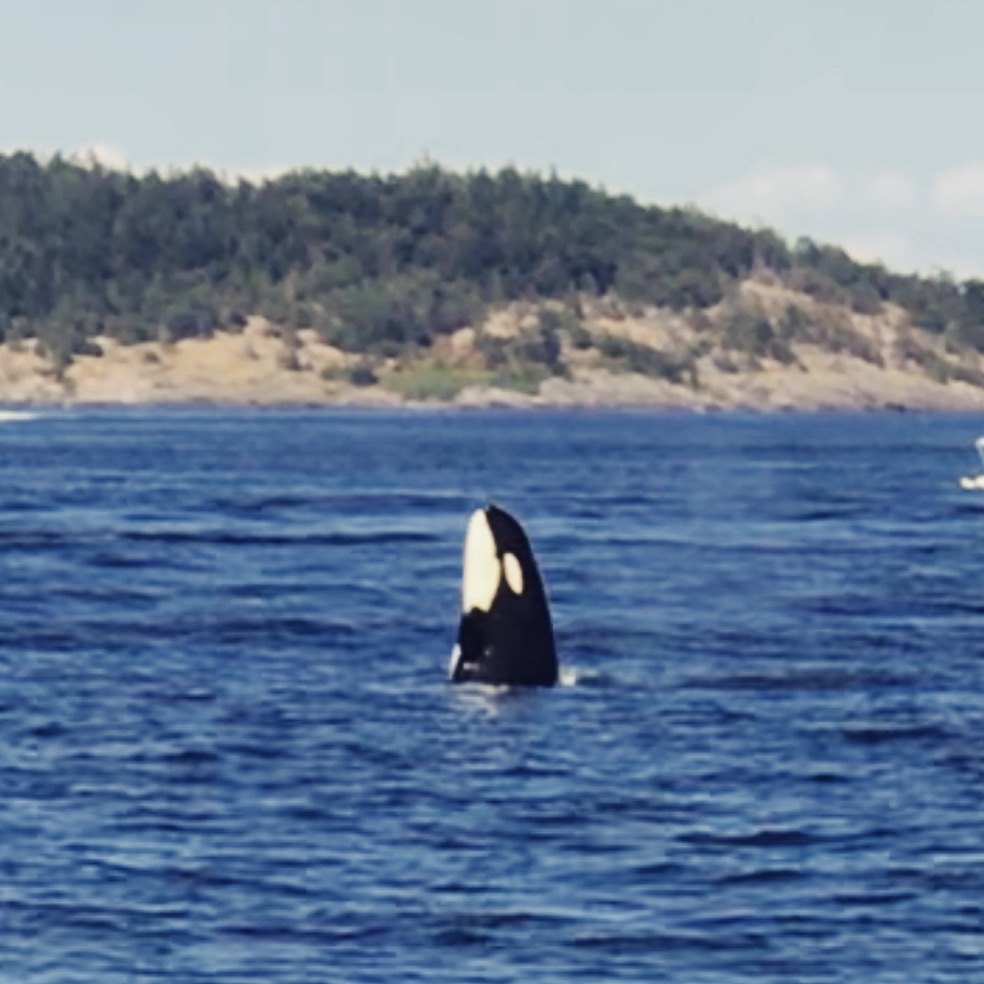 An orca's black dorsal fin rising above blue water near a forested shoreline.